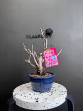 將圖片載入圖庫檢視器 日本🇯🇵陽光桜ようこうざくらYōkō Sakura  (附上影片)
