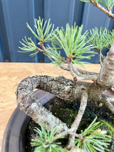 將圖片載入圖庫檢視器 預訂日本🇯🇵五葉松 Japanese white pine
