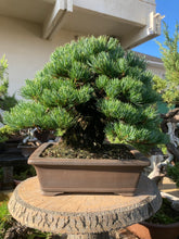 將圖片載入圖庫檢視器 預購日本🇯🇵五葉松 模樣木Japanese white pine (附上影片)
