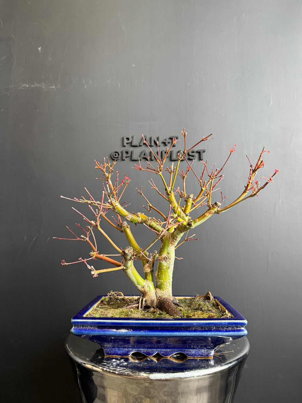 日本🇯🇵紅葉 出猩々 岀猩猩Deshojo (附上影片)