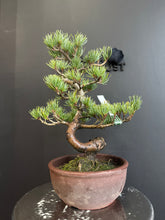 Load image into Gallery viewer, 日本🇯🇵五葉松 Japanese White Pine (附上影片)
