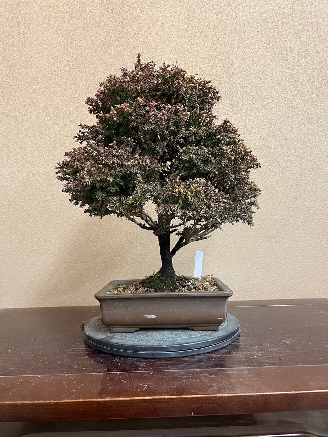 Pre-order Japan🇯🇵Cryptomeria Japonica (video attached)