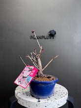 將圖片載入圖庫檢視器 日本🇯🇵南殿桜なんでんざくらNanden Sakura（附上影片）
