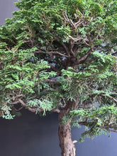 將圖片載入圖庫檢視器 日本🇯🇵津山檜Hinoki Chamaecyparis Obtusa ヒノキ (附上影片)
