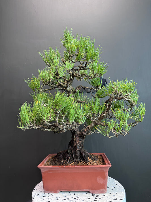 Japan🇯🇵Too dry Black Pine (video attached)