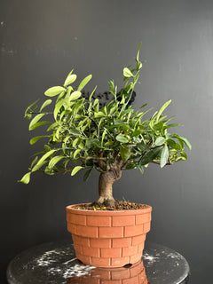日本🇯🇵金豆 キンズ Fortunella Hindsii (附上影片)