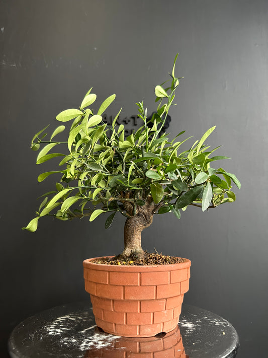 日本🇯🇵金豆 キンズ Fortunella Hindsii (附上影片)