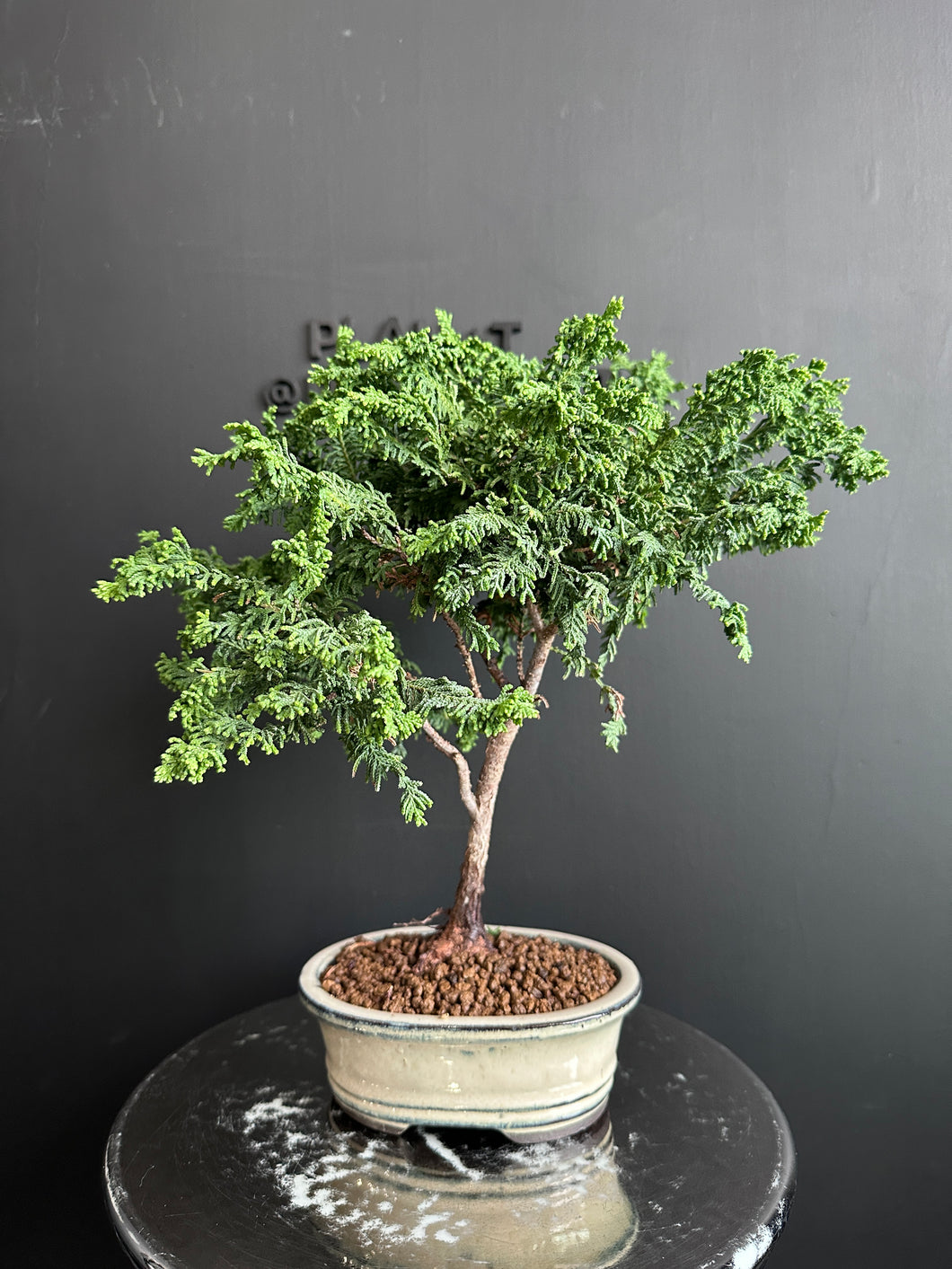 日本🇯🇵津山檜Hinoki Chamaecyparis Obtusa(附上影片)