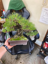 將圖片載入圖庫檢視器 預購日本🇯🇵雅風展黑松 Exhibition Black Pine (附上影片)
