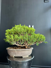 Load image into Gallery viewer, 日本🇯🇵一位Taxus Cuspidata(附上影片)
