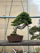 將圖片載入圖庫檢視器 預購日本🇯🇵糸魚川真柏 Japanese Itoigawa Shimpaku (附上影片)
