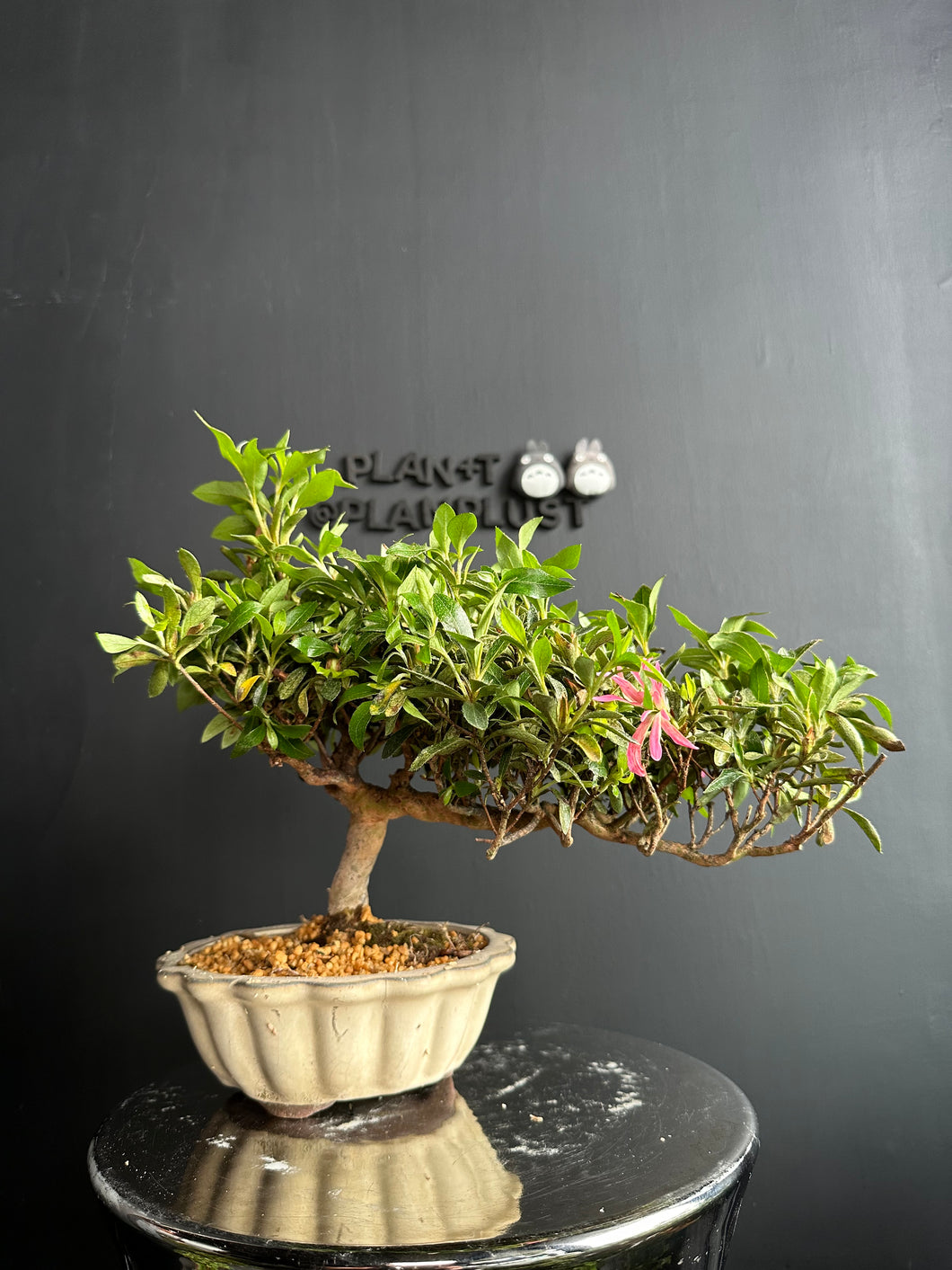 日本🇯🇵皐月杜鵑花瓶Satsuki azalea Rhododendron – BONSAI PLAN+T