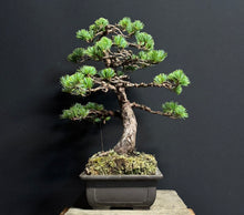 將圖片載入圖庫檢視器 預購日本🇯🇵五葉松 Japanese White Pine (附上影片)
