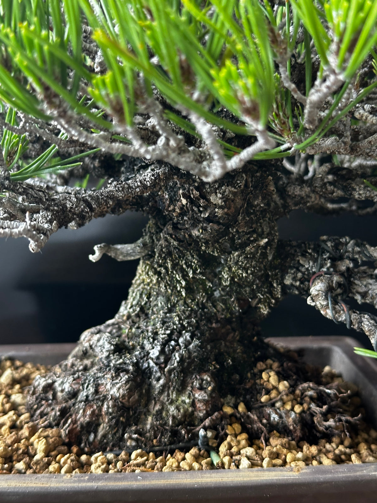 日本🇯🇵太幹三河黑松 貴風size Japanese Black Pine (附上影片)