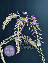 Load images into the gallery viewer Pre-ordered in 2026, arriving in Japan in March.🇯🇵Wisteria
