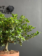 Load an image into the library viewer Japan🇯🇵Gardenia Jasminoides (video included)
