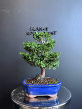 將圖片載入圖庫檢視器 日本🇯🇵津山檜Hinoki Chamaecyparis Obtusa(附上影片)
