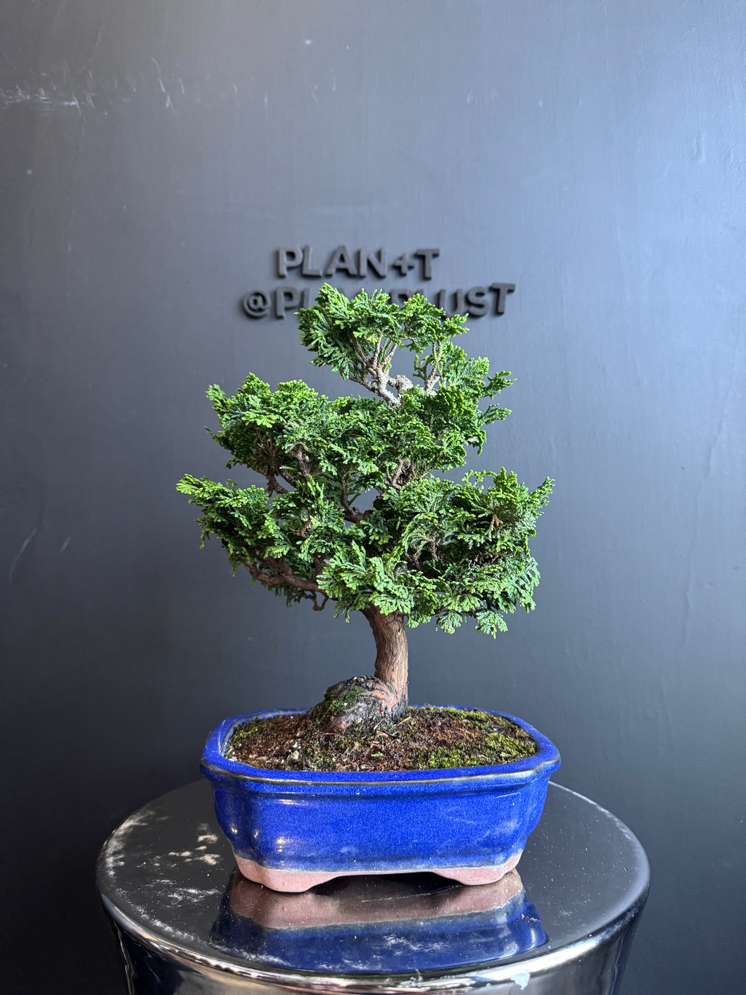 日本🇯🇵津山檜Hinoki Chamaecyparis Obtusa(附上影片)