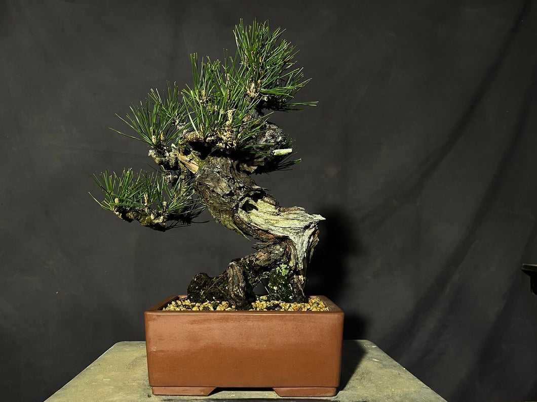 預訂日本🇯🇵 赤松 Red Pine / Pinus Densiflora