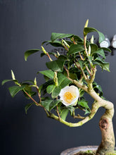 Load image into Gallery viewer, 日本🇯🇵山茶花 姬白雪 Camellia sasanqua (附上影片)
