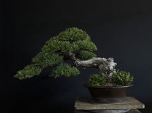 Load images into the gallery viewer Pre-order Japan🇯🇵Japanese White Pine (picked from the mountains) (video attached)
