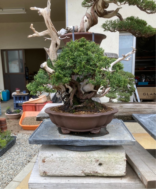 預購日本🇯🇵糸魚川真柏 Japanese Itoigawa Shimpaku (附上影片)