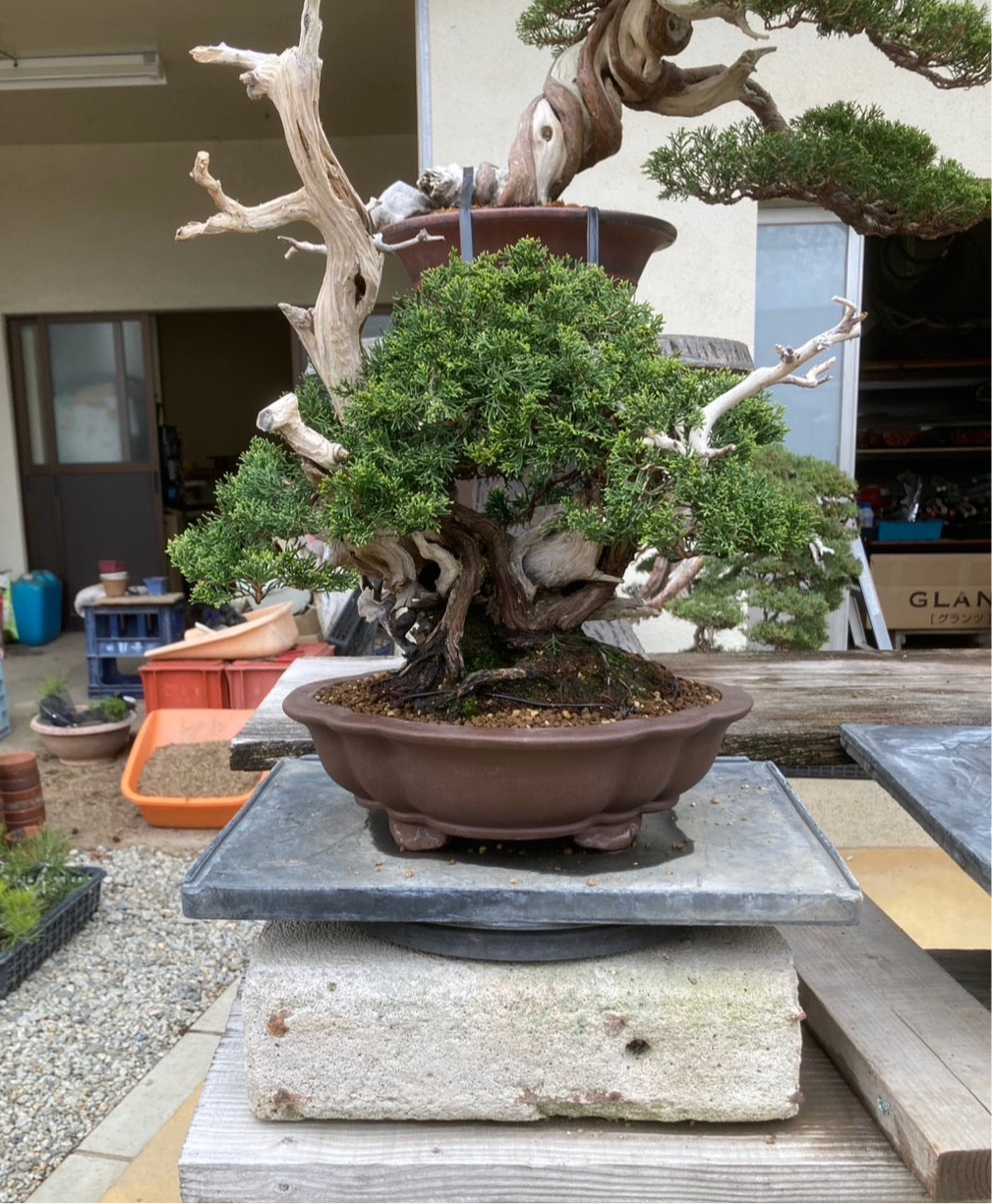 預購日本🇯🇵糸魚川真柏 Japanese Itoigawa Shimpaku (附上影片)