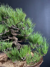 將圖片載入圖庫檢視器 預購日本🇯🇵黑松 Black Pine (附上影片)
