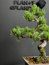 Load an image into the library viewer Japan🇯🇵Japanese White Pine (video included)
