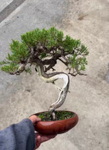 將圖片載入圖庫檢視器 預購日本🇯🇵糸魚川真柏 Japanese Itoigawa Shimpaku (附上影片)
