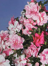 將圖片載入圖庫檢視器 2026年 預購4月到港 日本🇯🇵皐月ツツキ杜鵑 Satsuki azalea Rhododendron 唐獅子牡丹/紅牡丹/絹の舞
