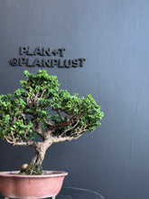 Load an image into the library viewer 日本🇯🇵石化檜Sekka Hinoki Cypress セッカヒノキ (附上影片)
