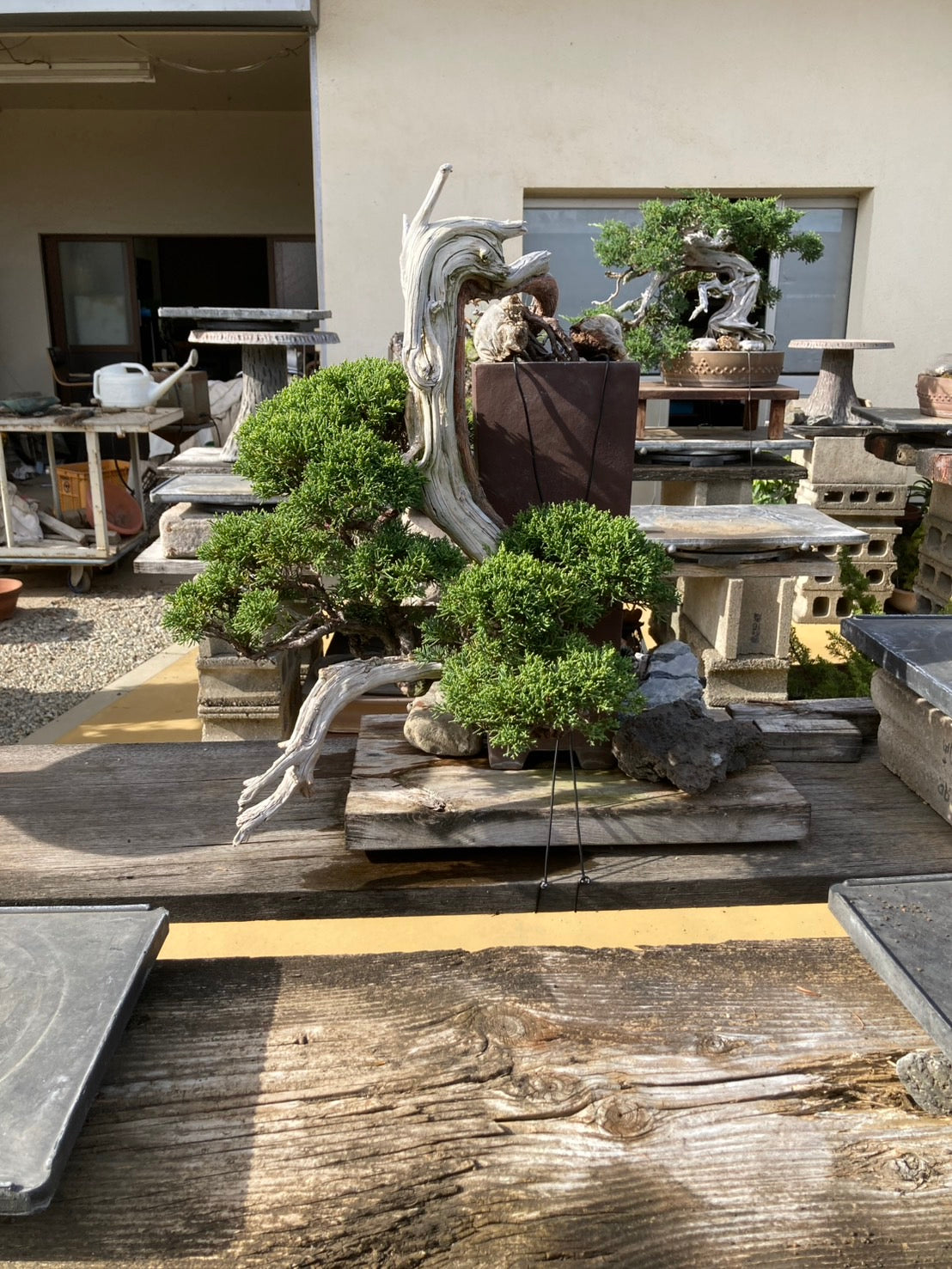 日本糸魚川真柏盆景 高40cm 樹齡約40年 實拍 - PLAN+T