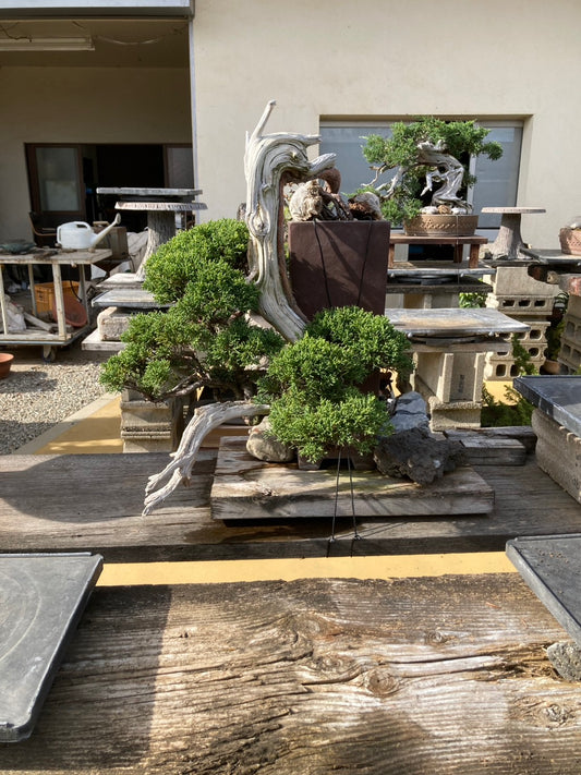日本糸魚川真柏盆景 高40cm 樹齡約40年 實拍 - PLAN+T