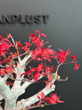 將圖片載入圖庫檢視器 日本🇯🇵紅葉 出猩々 岀猩猩Deshojo (附上影片)
