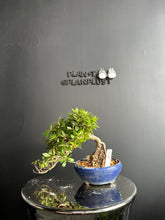 Load image into Gallery viewer, 日本🇯🇵皐月杜鵑 幸之司 Satsuki azalea Rhododendron(附上影片)
