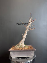 將圖片載入圖庫檢視器 日本🇯🇵 乳銀杏（垂乳銀杏）Ginkgo Biloba 'Chichi' ✈️空運到港
