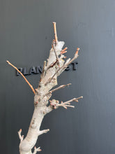 將圖片載入圖庫檢視器 日本🇯🇵 乳銀杏（垂乳銀杏）Ginkgo Biloba 'Chichi' ✈️空運到港
