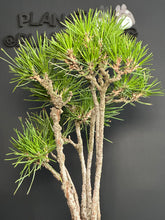 將圖片載入圖庫檢視器 日本🇯🇵黑松 叢林式 Black Pine / Pinus Thunbergii (附上影片)
