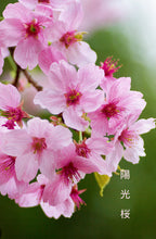 將圖片載入圖庫檢視器 日本🇯🇵陽光桜ようこうざくらYōkō Sakura (附上影片)
