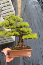將圖片載入圖庫檢視器 預購日本🇯🇵五葉松 Japanese White Pine (附上影片)
