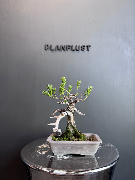 Japanese Yew