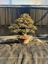 將圖片載入圖庫檢視器 預購日本🇯🇵糸魚川真柏 Japanese Itoigawa Shimpaku (附上影片)
