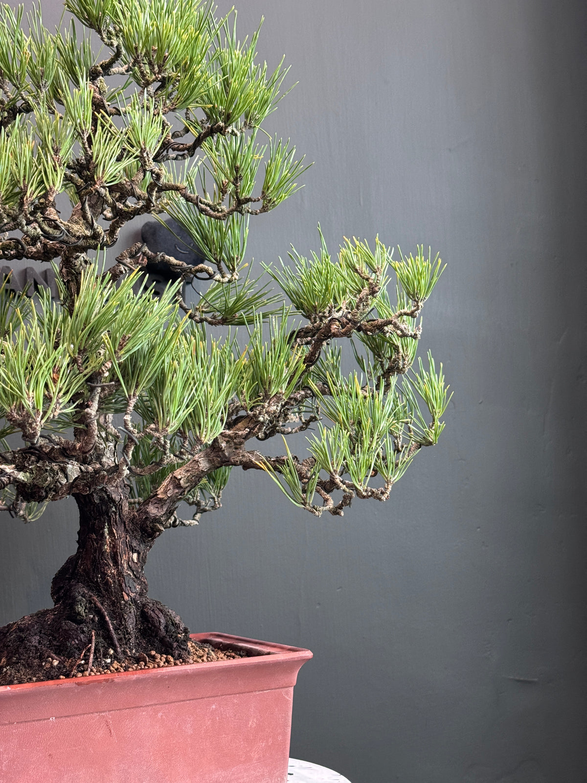 Japan🇯🇵Too dry Black Pine (video attached)