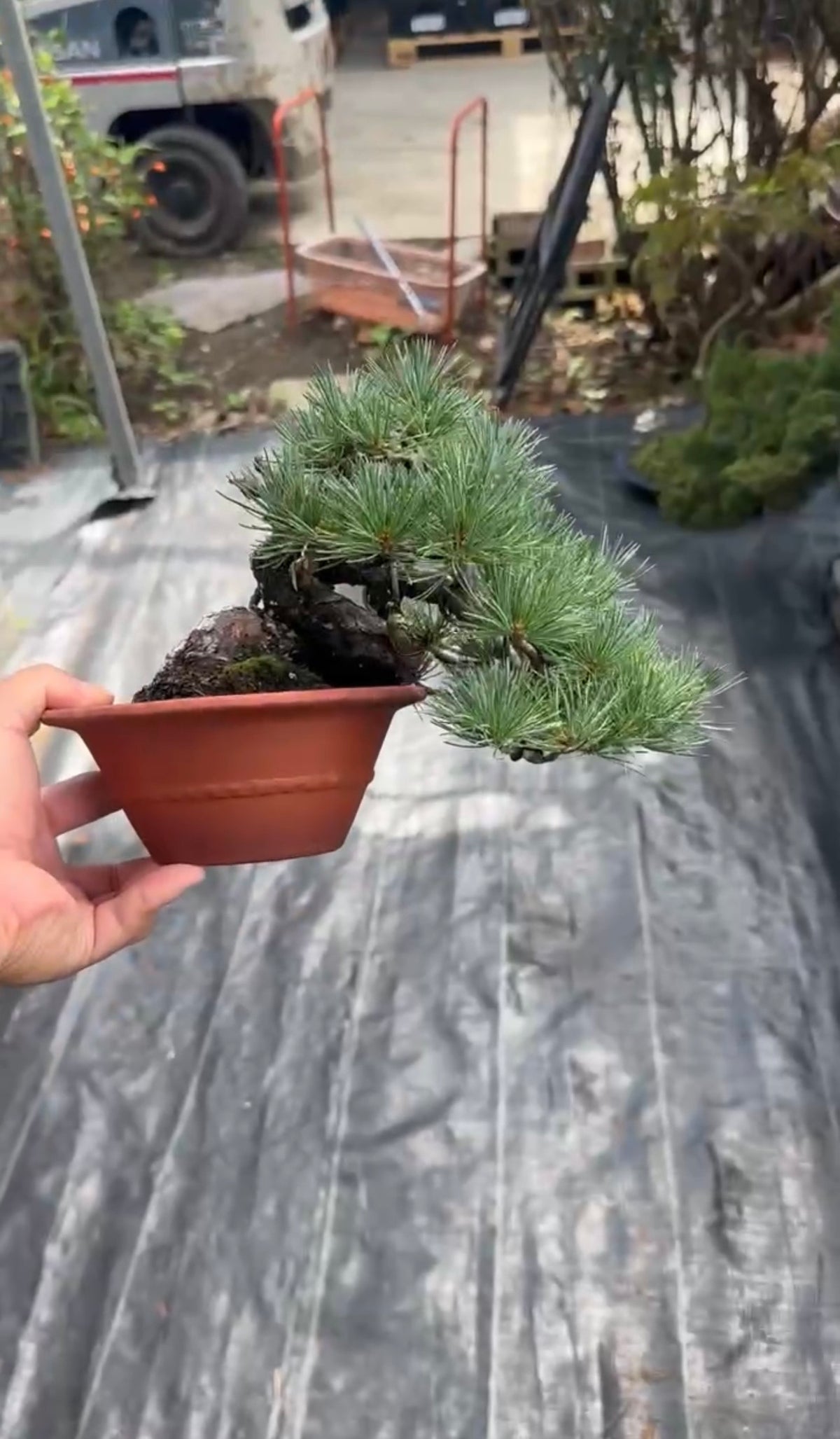 Japanese White Pine