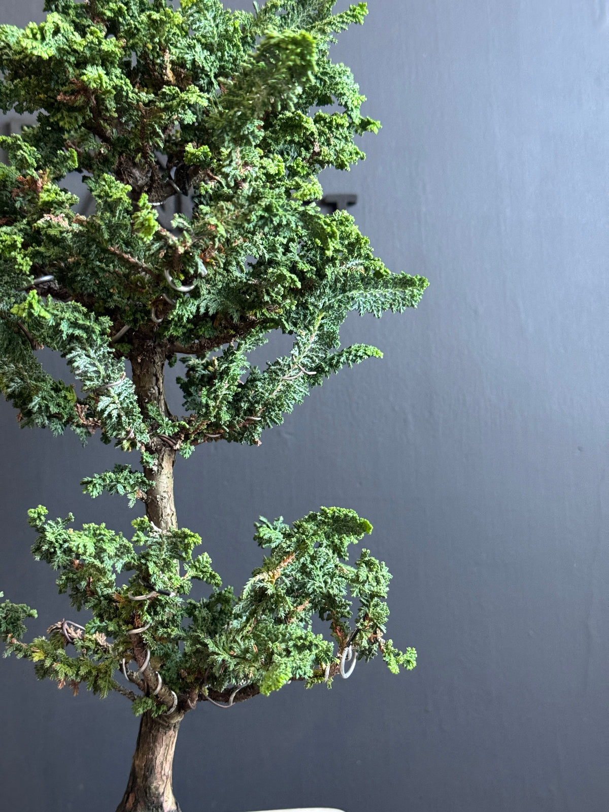 日本🇯🇵石化檜Sekka Hinoki Cypress セッカヒノキ (附上影片)