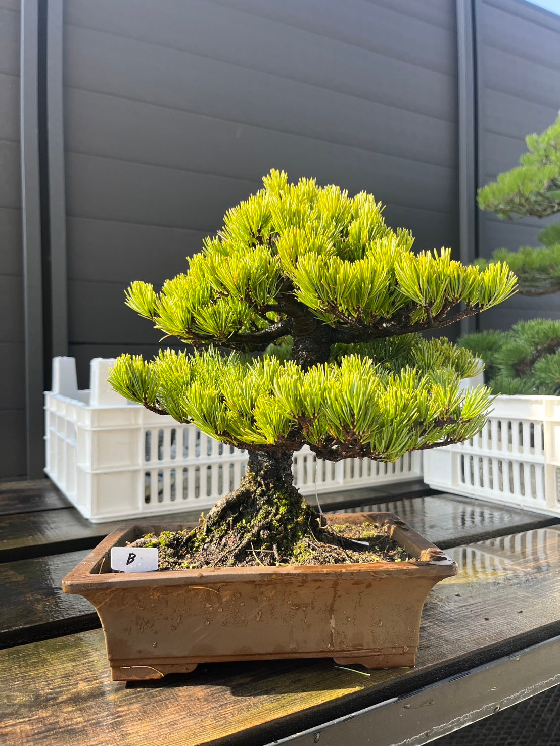香港網上日本盆景專門店BONSAI PLAN+T 預購日本五葉松盆栽