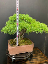 Load image into Gallery viewer, 日本🇯🇵五葉松 Japanese white pine
