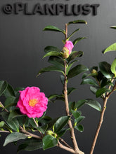 將圖片載入圖庫檢視器 日本🇯🇵山茶花 茶梅 獅子頭Camellia Sasanqua (附上影片)
