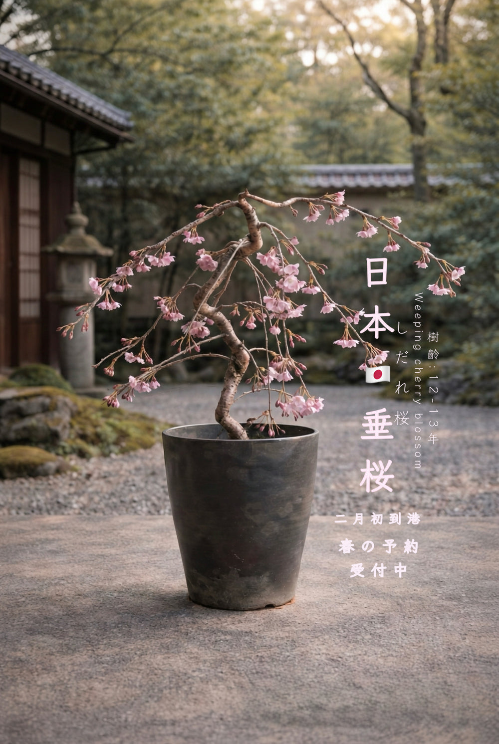 日本垂櫻